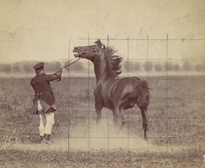 Pferd, 1884 von Ottomar Anschütz