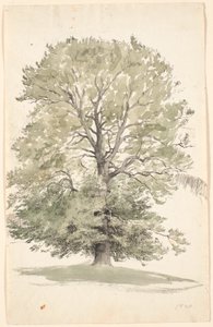 Ein großer Buchenbaum mit grünem Laub