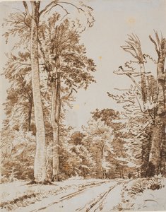 Waldweg. Iselinge