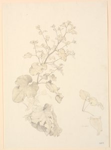 Ampferpflanzen von P.C. Skovgaard