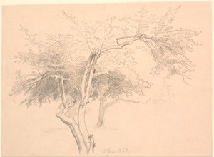 Studie von Baumwipfeln