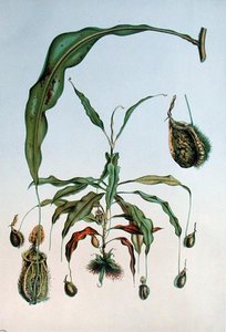 Nepenthes Hookeriana, botanische Platte aus 