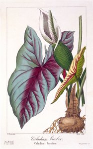 Caladium bicolor, veröffentlicht 1836 von Panacre Bessa
