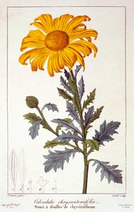 Calendula officinalis, Ringelblume, veröffentlicht 1836