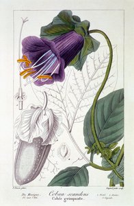 Cobaea scandens, veröffentlicht 1836 von Panacre Bessa