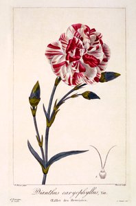 Dianthhus caryophyllus von Panacre Bessa