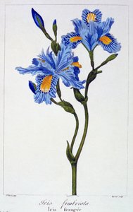 Gefranste Iris, veröffentlicht 1836 von Panacre Bessa