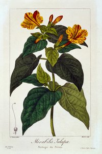 Ipomea Purga, veröffentlicht 1836
