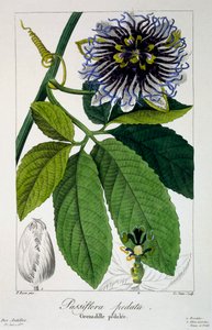 Passiflora pedata oder Passionsblume, veröffentlicht 1836 von Panacre Bessa