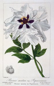 Pfingstrose, veröffentlicht 1836 von Panacre Bessa