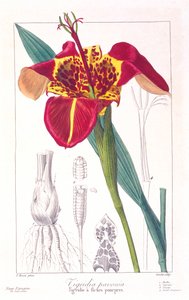 Tigerblume oder Pfauenblume, veröffentlicht 1836 von Panacre Bessa