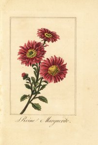China-Aster, Callistephus chinensis