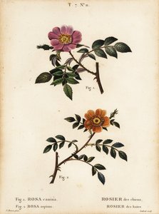 Hundsrose, Rosa canina, Rosier des chiens 1, und Kleinblättrige Süßbriar, Rosa sepium, Rosa agrestis, Rosier des haies 2 von Pancrace (after) Bessa