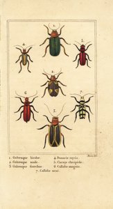 Blattkäfer, Galeruca-Arten 1, Aulacophora analis 2, Cyclotrypema furcata 3, Donacia vittata 4, Flachrindenkäfer, Cucujus clavipes 5, Pyrrhidium sanguineum 6 und Chlorophorus varius 7