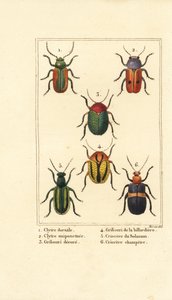 Blattkäfer: Smaragdina limbata, Clytra laeviuscula, Cryptocephalus-Käfer, Crioceris solani und Chrysomela campestris