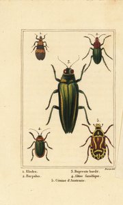 Sumpfkäfer, Elodes 1, Harpalus-Käfer 2, Prachtkäfer, Buprestis 3, Flohkäfer, Altica famelica 4, und Rosenkäfer, Cetonia-Arten 5