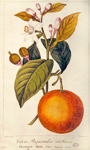 Orange, graviert von Barois, ca. 1820 von Pancrace (after) Bessa