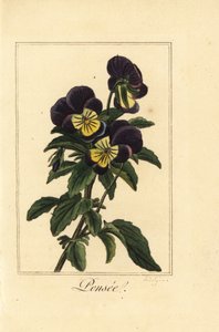 Stiefmütterchen, Pensee, Viola tricolor var. von Pancrace (after) Bessa