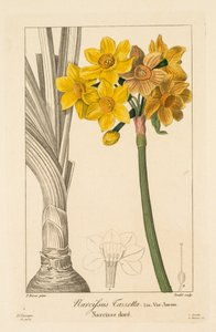 Flore des Jardiniers, Amateurs et Manufacturiers: Polyanthus oder Cluster-Narzisse, 1836 von Pancrace Bessa