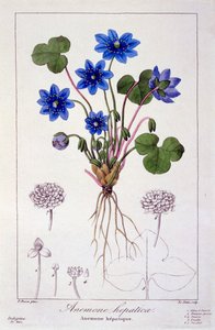 Hepatica nobilis, 1836 von Pancrace Bessa