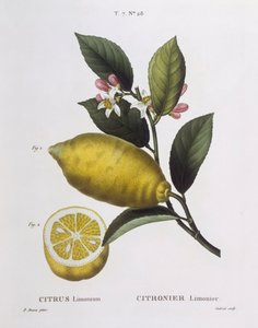 Zitrone (Citrus limonium), botanische Tafel von Pancrace Bessa