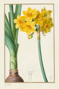 Polyanthus oder Trauben-Narzisse (Botanisch: Narcissus tazetta) von Pancrace Bessa