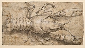 Krebs (recto) von Parmigianino