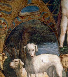 Paar Hunde (Detail) von Parmigianino