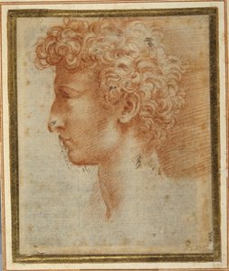 Profil eines jungen Mannes von Parmigianino