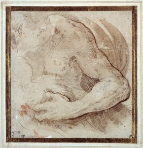 Studie des linken Arms, der Brust und des Kopfes eines bärtigen Mannes von Parmigianino