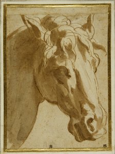 Der Kopf und Hals eines Pferdes von Parmigianino