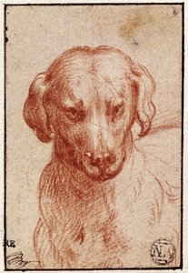 Kopf eines Hundes von Parmigianino