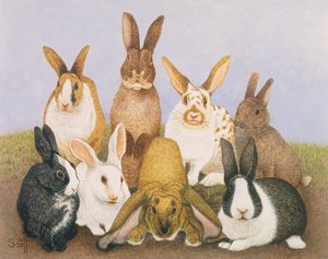 Glückliche Kaninchen