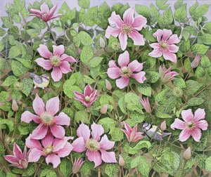 Nisten in Clematis