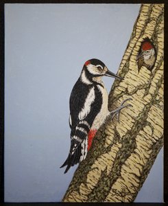 Rotkopfspecht