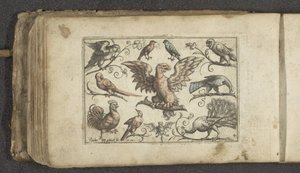 Raubvogel, neun andere Vögel und eine Fledermaus