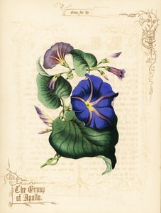 Prunkwinde Blumen und Laub von Paul Jerrard