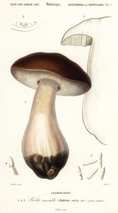 Steinpilz, Boletus edulis (Gravur)