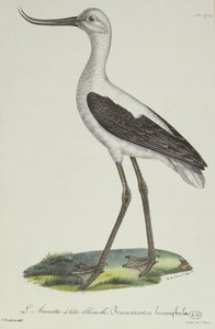 Weißkopf-Avocet, frühes 19. Jahrhundert (Farbstich)
