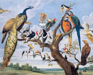 Konzert der Vögel