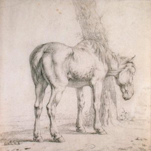 Ein altes Pferd von Paulus (attr.to) Potter