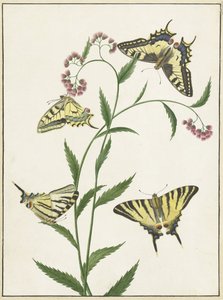 Vier Schmetterlinge auf Blumen von Paulus Knogh