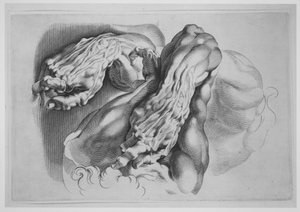 Drei Studien von Écorchés, nach 1640