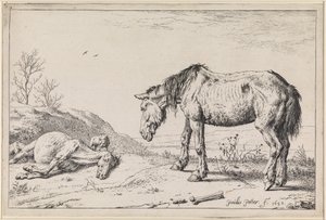Abgelebte Pferde von Paulus Potter