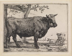 Der Stier von Paulus Potter