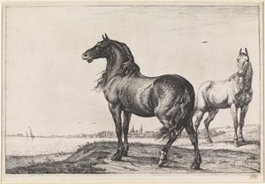 Wieherndes Pferd von Paulus Potter