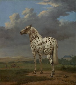 Scheckpferd, ca. 1654