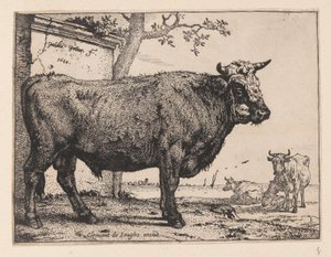 Der Stier, aus Verschiedene Ochsen und Kühe von Paulus Potter