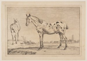 Das wiehernde Pferd, aus der Serie der Pferde von Paulus Potter