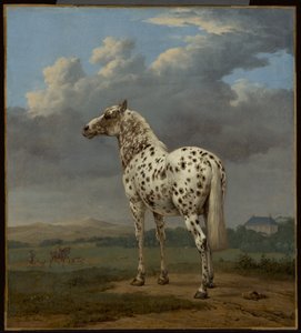 Das "Scheckige" Pferd